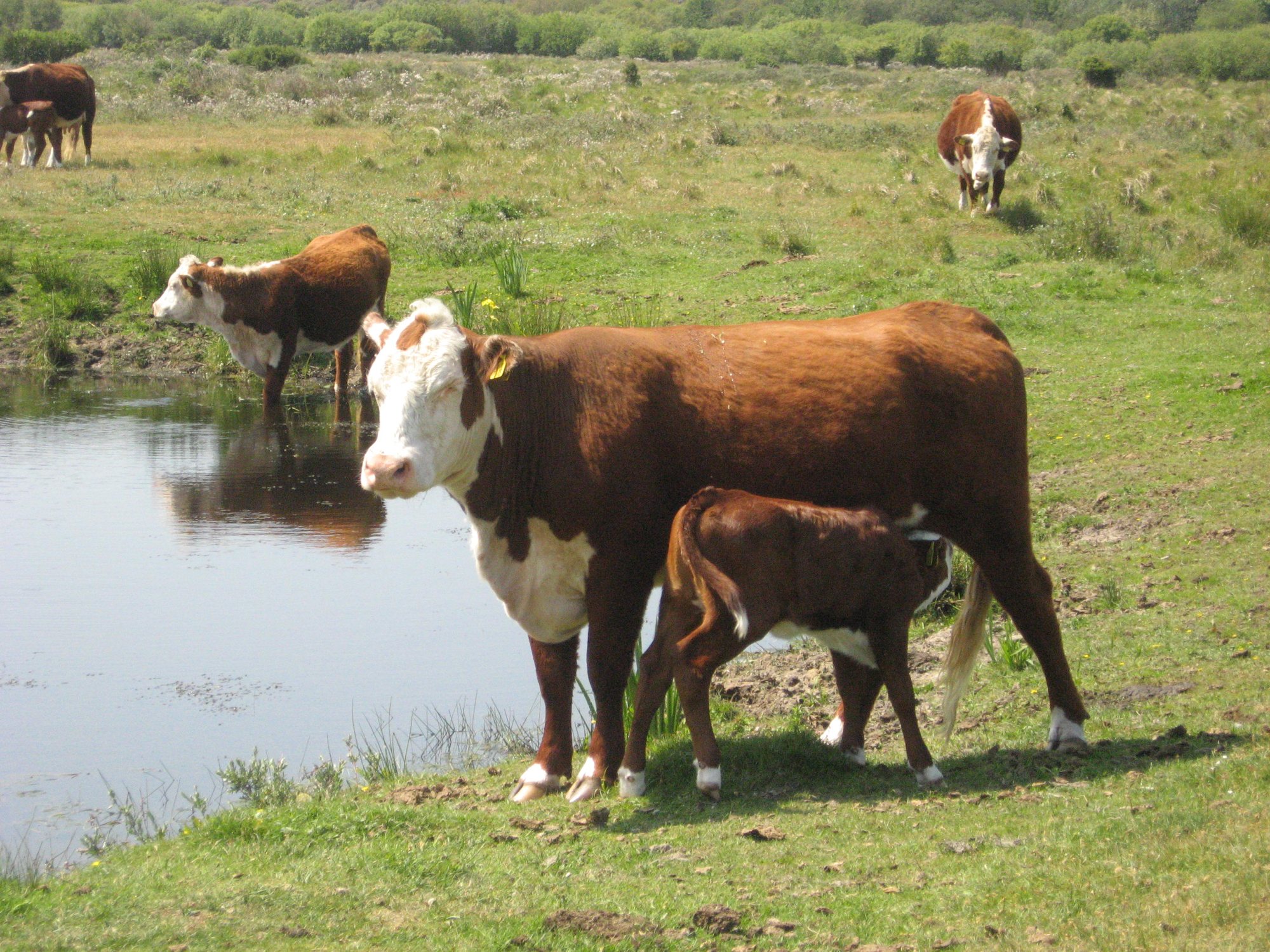 Herefords in de duinen